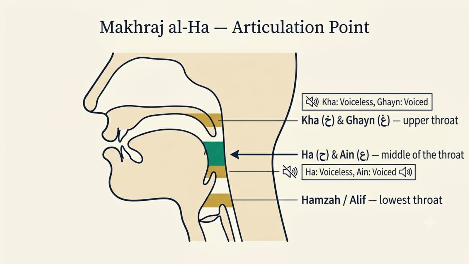 Anatomical diagram of the human throat showing the articulation point of the Arabic letter Ha in the middle of the pharynx, compared with Hamzah below and Ain above