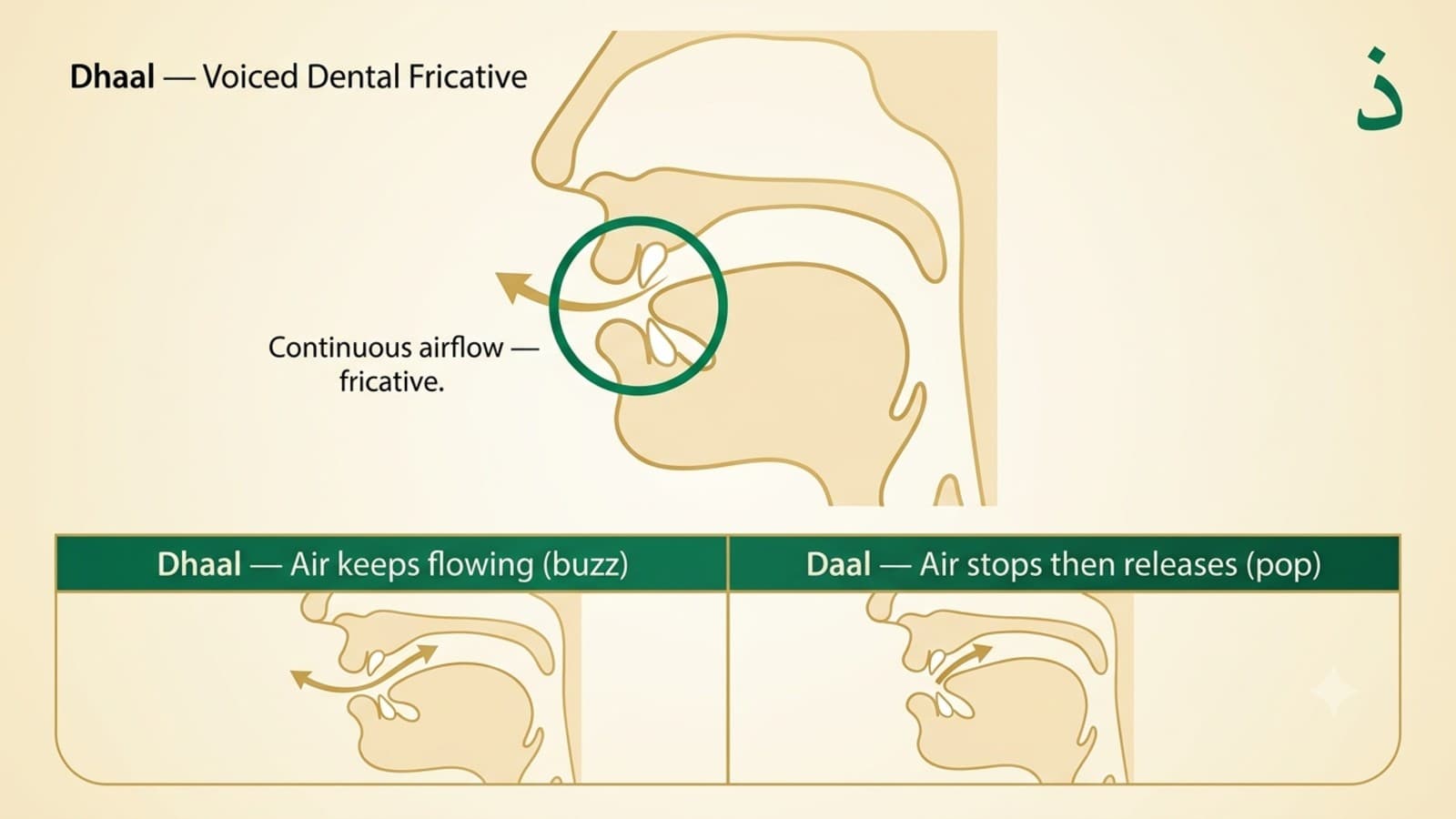 Articulation point diagram showing the tongue tip near the upper front teeth for Arabic dhaal pronunciation