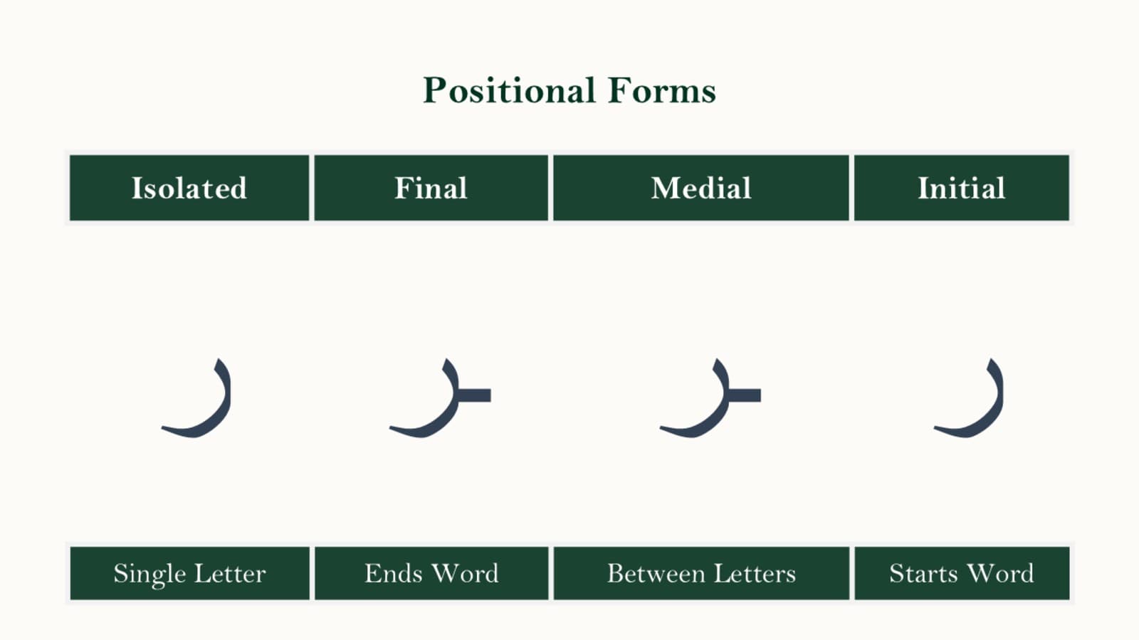 Stroke order diagram for writing the Arabic letter Raa showing the single continuous downward curve and its final form connected to a preceding letter