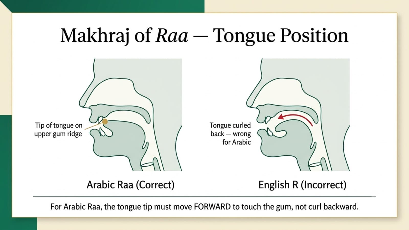 Articulation diagram showing the tongue tip position for the Arabic letter Raa at the upper gum ridge, compared with the wrong English R tongue position