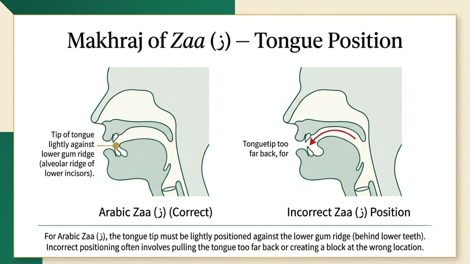 Articulation diagram showing the tongue position for the Arabic letter Zaay at the upper front teeth, with airflow arrows indicating the continuous fricative hiss
