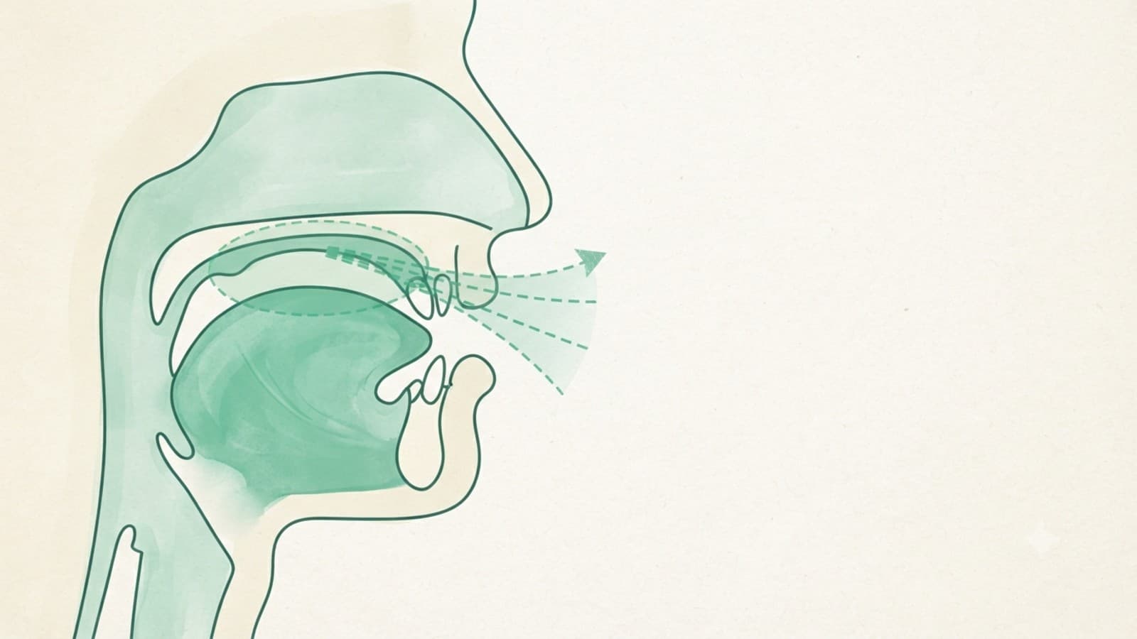 Diagram showing the articulation point of the Arabic letter sheen at the middle of the tongue against the hard palate