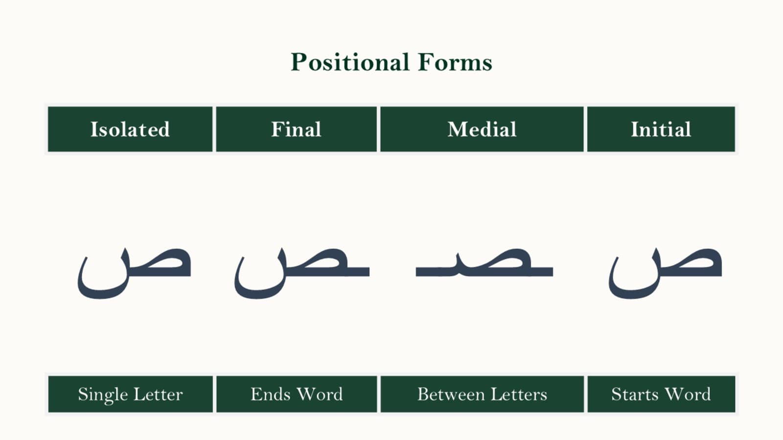 Comparison panel of the four forms of the Arabic letter Saad — isolated, initial, medial, and final.